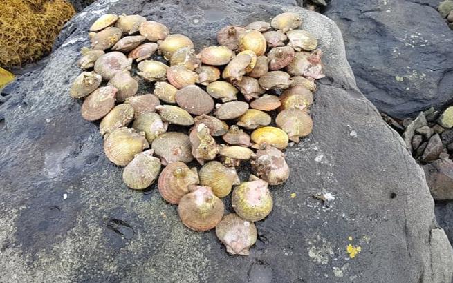 Hörpudiskur, ferskur 