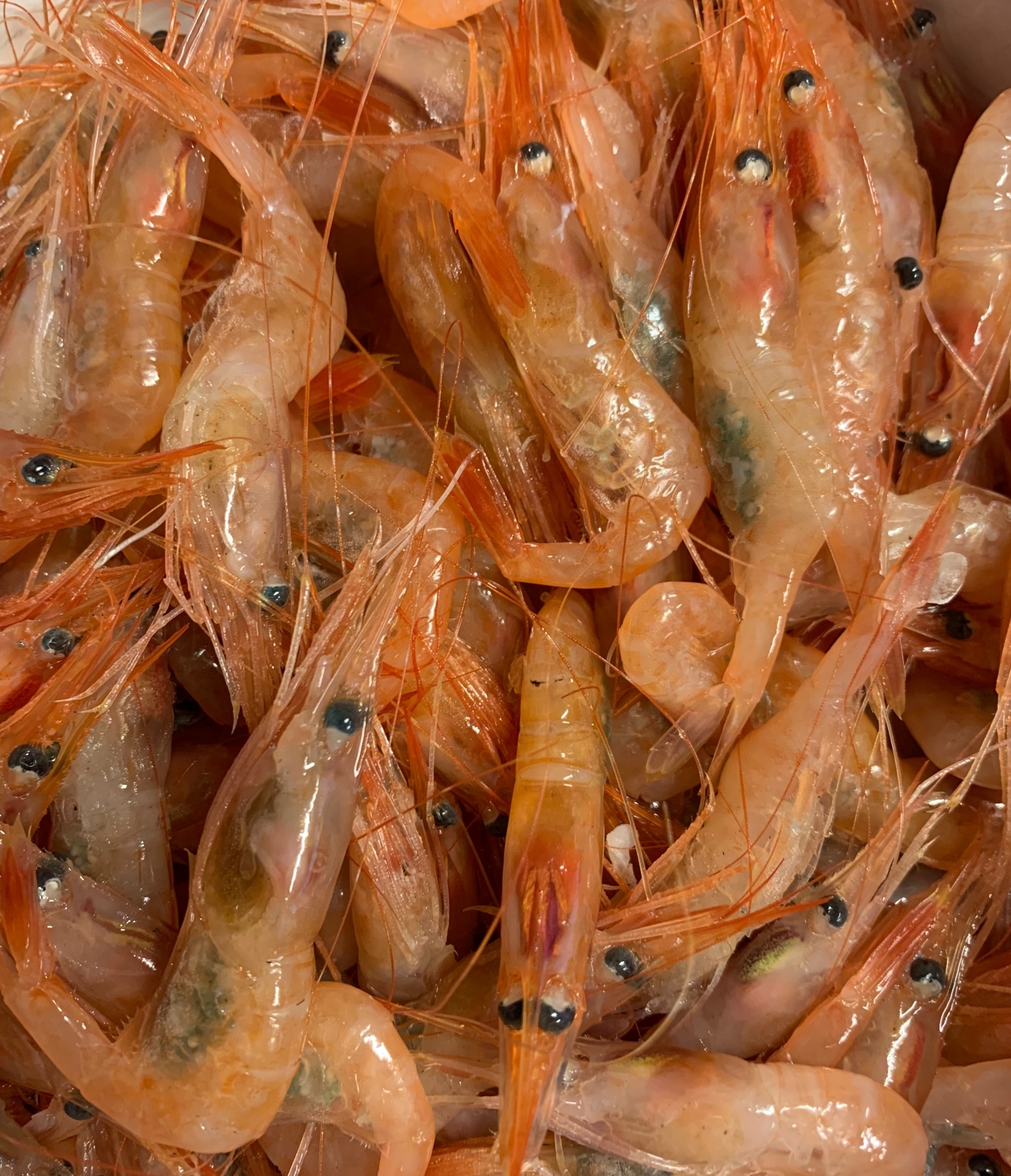 Innfjarðarrækja - heil í skelinni