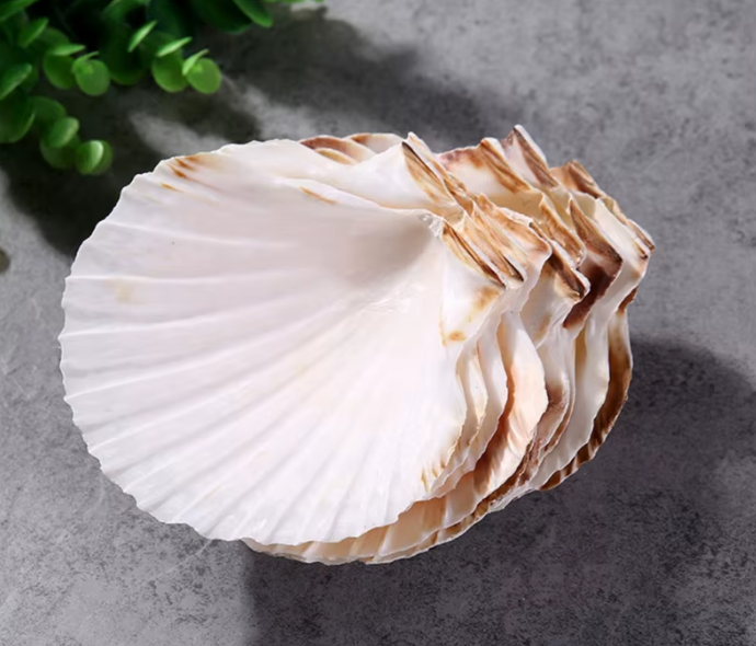 Hörpudiskar - tómir