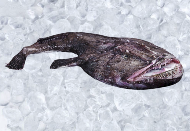 Heill Skötuselur , stór