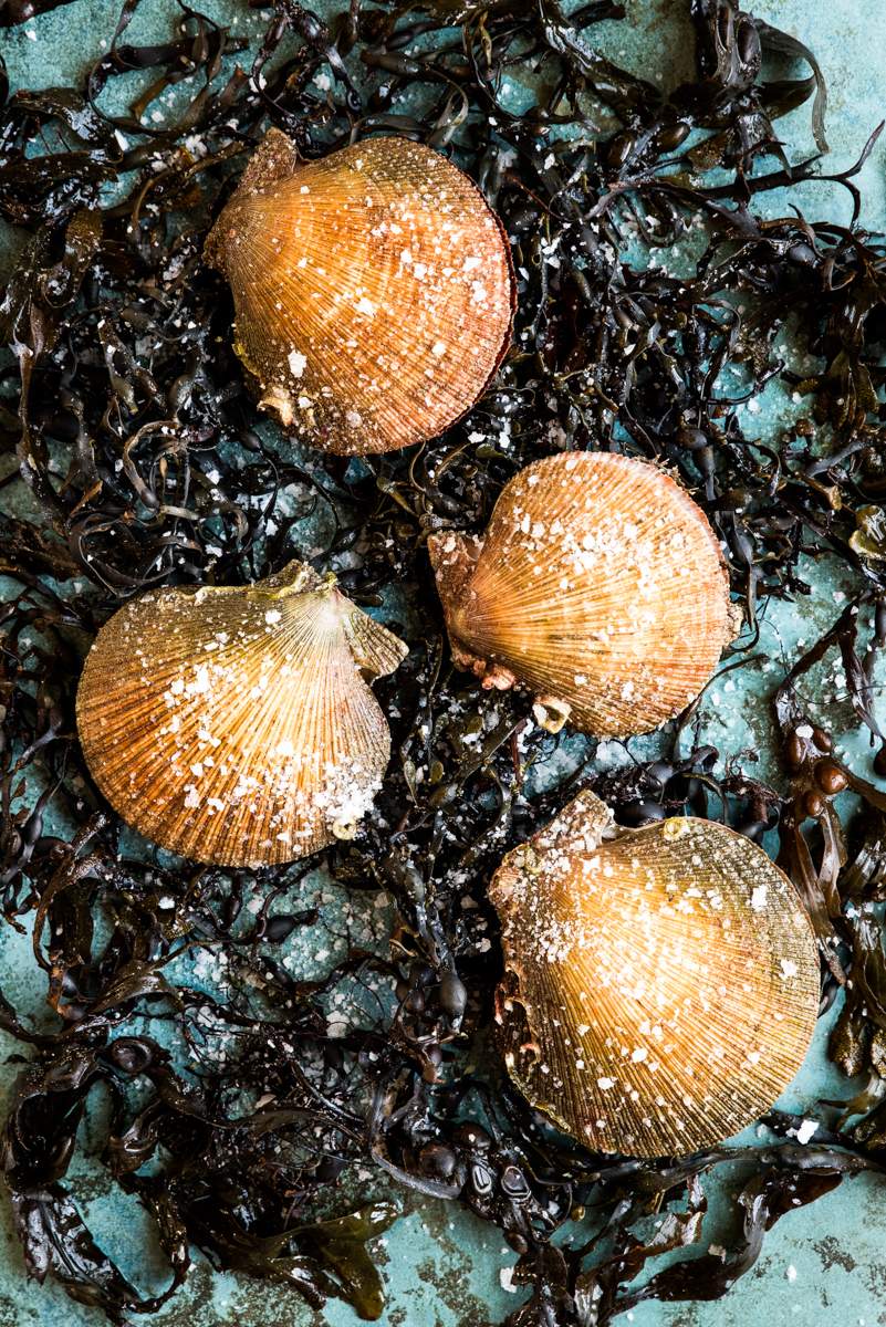 Hörpudiskur, ferskur 